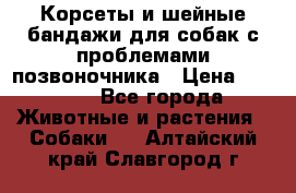 Корсеты и шейные бандажи для собак с проблемами позвоночника › Цена ­ 2 500 - Все города Животные и растения » Собаки   . Алтайский край,Славгород г.